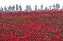 Your Pictures: Tower of London Poppies