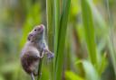 Harvest mice have been reintroduced into Perivale Wood