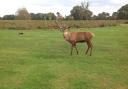 Richmond Park deer are 'weapons' and should be left alone, council warns