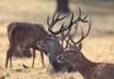 Owners must keep their dogs under control as deer can feel threatened by them even over long distances / Image credit: PA