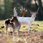 A Teddington man has been fined for allowing his dog to chase the deer in Bushy Park
