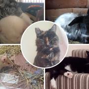 Can you give any of these animals a home?