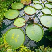 Botanical Horticulturalist Alberto Trinco with Kew Garden's giant water lilies (PA)