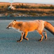 Fox on a road