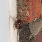 Toxic: The false widow spider