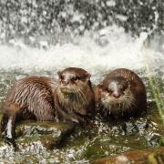 Otterly marvelous: Wildlife photography at the Wetlands Centre
