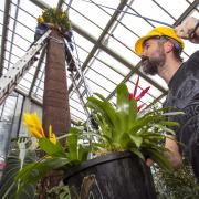Orchid extravaganza: Coming to Kew in February