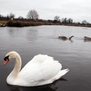 Regal: Swans and other wildlife enjoying the park