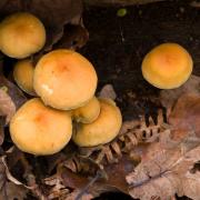 The findings, including two prosecutions in the past year, were revealed as the Royal Parks warns about damage caused by foraging for mushrooms