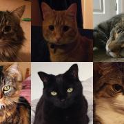 Just six of the entries from the cats' section of our Cute Pets competition - view the gallery to see them all