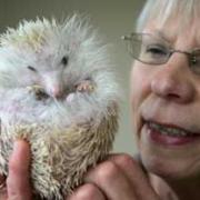 Blind as a hedgehog: Sue Kidger and Jay Jay the hedgehog