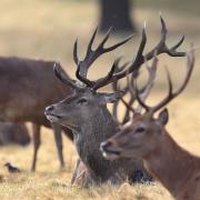 Owners must keep their dogs under control as deer can feel threatened by them even over long distances / Image credit: PA