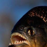 Under threat: The piranhas at the Tropical Forest could be homeless if it closes