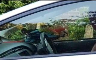 On June 20, 2022, at around 8pm a parrot was stolen and put into a car outside Sheen Gate in Richmond Park