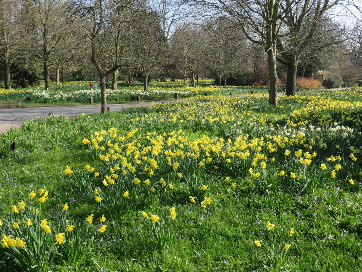 Spring in Hampton Court Gardens by Neil Chessell