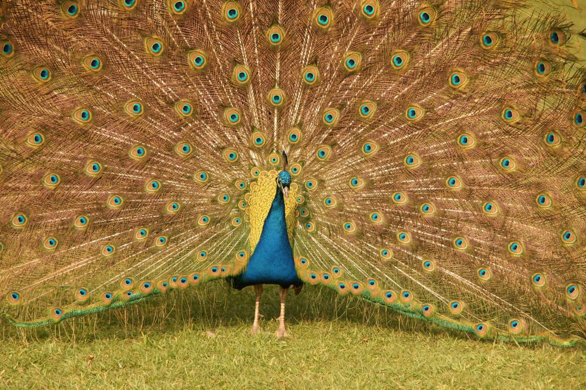 Peacock in Kew Gardens by David Chare