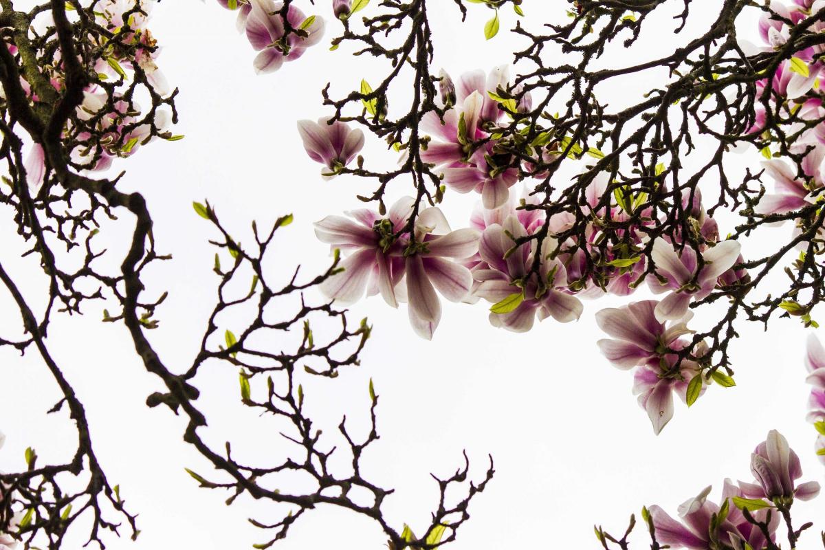 Magnolia season in full bloom here in Kew, says Mary Beth Sutter