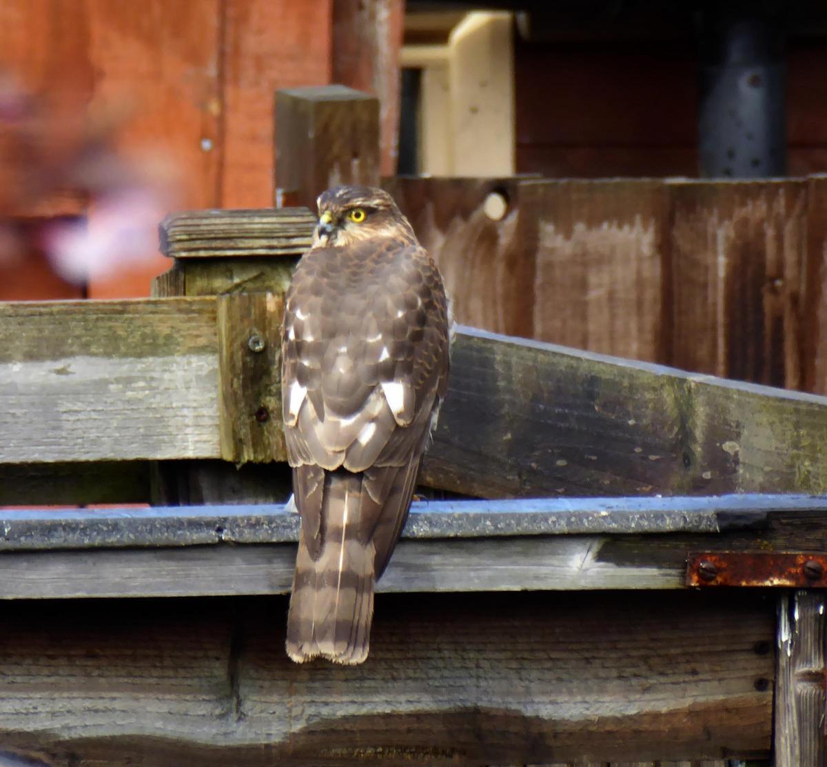 Richard Milson spotted a sparrow hawk in his Whitton garden