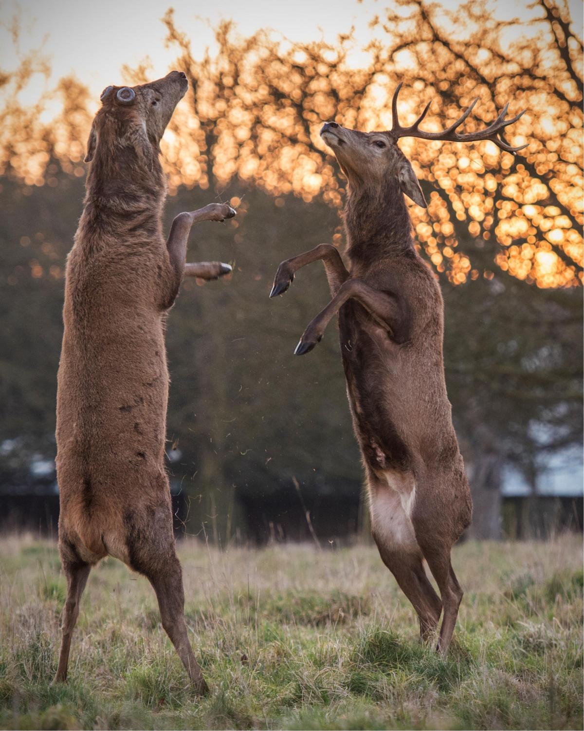 Sue Lindeberg saw the boxing stags in Bushy Park