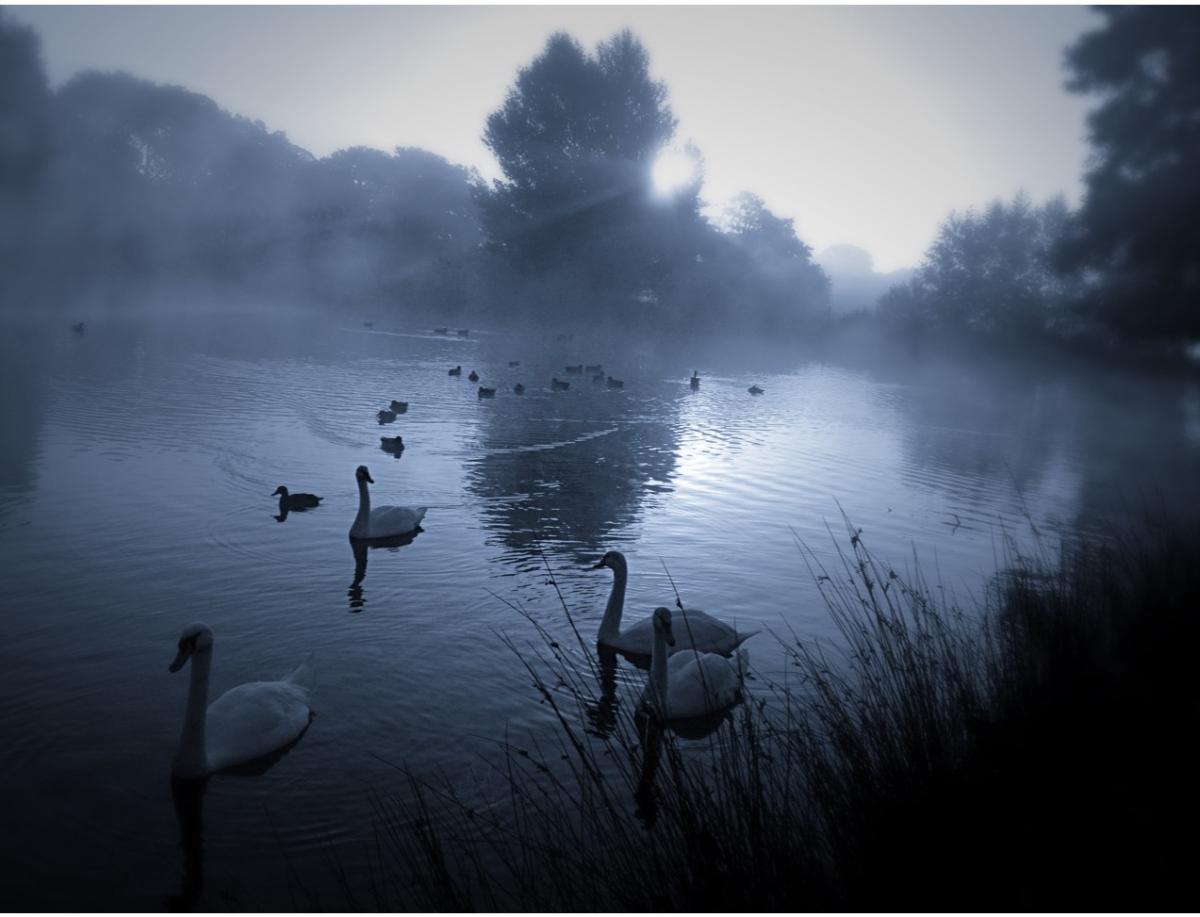Swan Lake at Sheen pond by Richmond Park's Sheen gate by Shane Forrester
