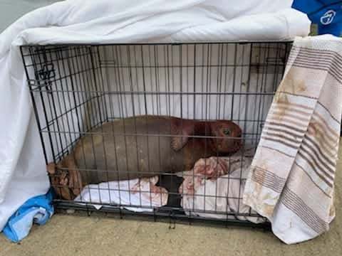 Seal pup recovering at South Essex Wildlife Hospital (Image: Laura Bates)