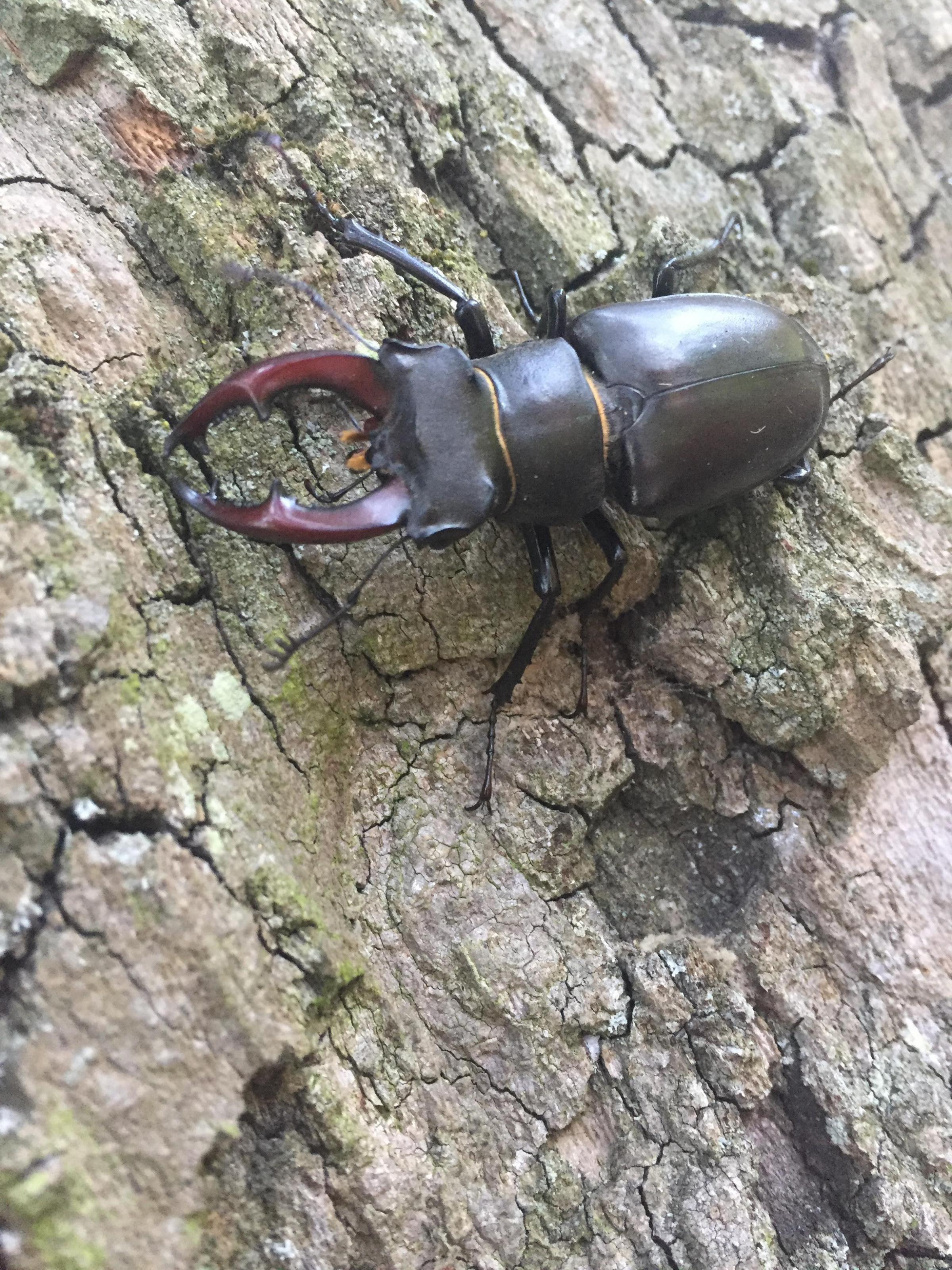 Stag Beetles are thriving in Crane Park Island