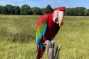 The male macaw parrot named Sura has reportedly been killed by a fox since this theft / Image: Richmond Police