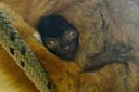 Dudley Zoo and Castle's new baby lemur