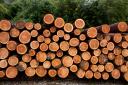 The report considers uses for larch timber