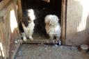 The shocking conditions which RSPCA inspectors found at a puppy farm in Bexleyheath