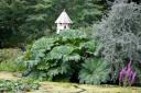 Pot and Patch: Gunnera, sweetcorn and pests