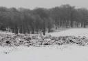 Snow: Richmond Park turned white