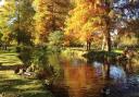 Amazing Autumn, Bushy Park changing colour.