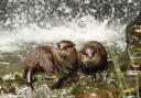 Otterly marvelous: Wildlife photography at the Wetlands Centre
