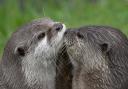Otterly adorable: Valentine's Day at the Wetlands Centre