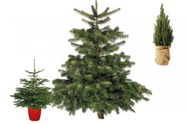 Richmond and Twickenham Times: Lidl is offering indoor and outdoor Christmas trees (Lidl)