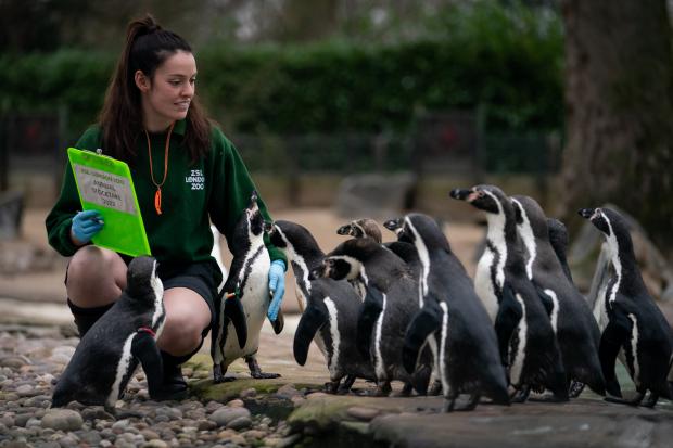 Richmond and Twickenham Times: A keeper at London Zoo counts the Penguins. (PA)