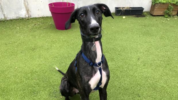 Richmond and Twickenham Times: Battersea has loads of dogs looking for new homes. (Battersea)