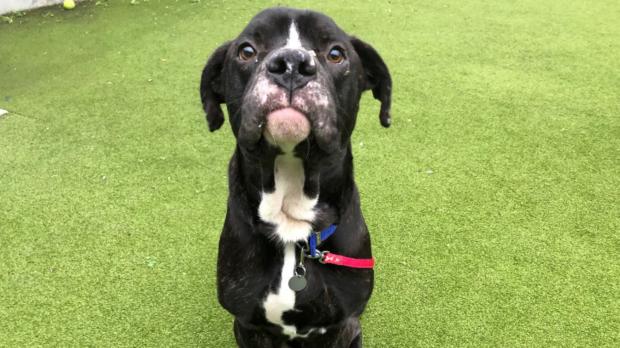 Richmond and Twickenham Times: Battersea has loads of dogs looking for new homes. (Battersea)