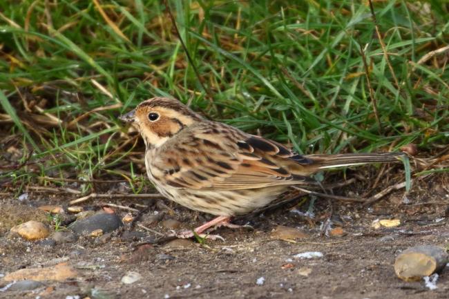 Little Bunting found on footpath at Upper College Farm Bexley Photo: Bernie Weight