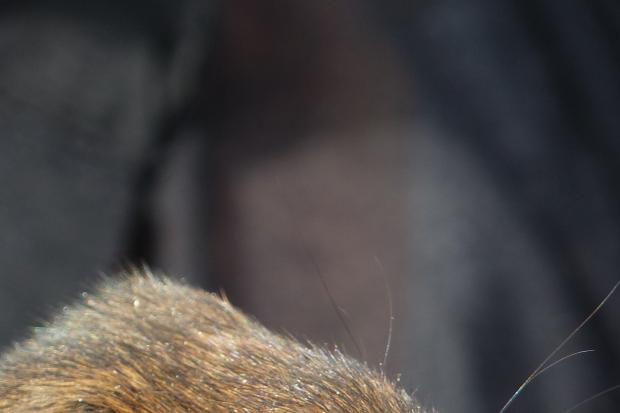 A water vole   Photo: James Butler