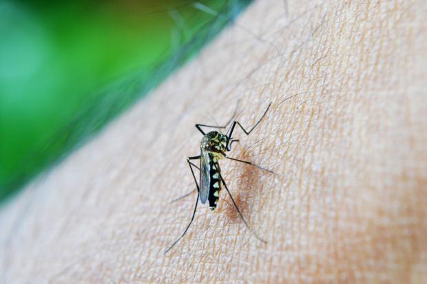 More mosquitos are making it through winter