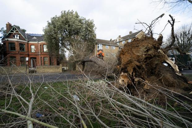 Richmond and Twickenham Times: Tree surgeons work to clear a fallen tree in Spencer Park, Battersea, south west London, caused by Storm Eunice.