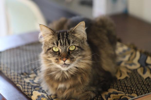 POSING is never too much trouble for gorgeous Maine Coon Bruce, a rescue from Cats Protection who otherwise likes to take life at a very relaxed pace.