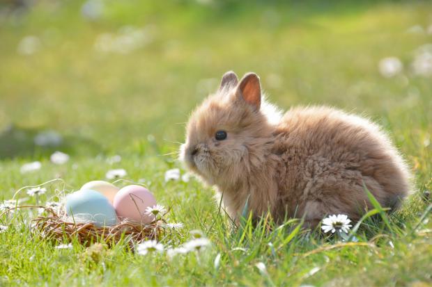 Richmond and Twickenham Times: Easter events in London. (Canva)
