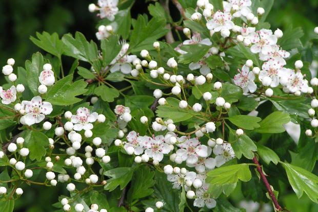 Hawthorn with its cascades of white blossom
