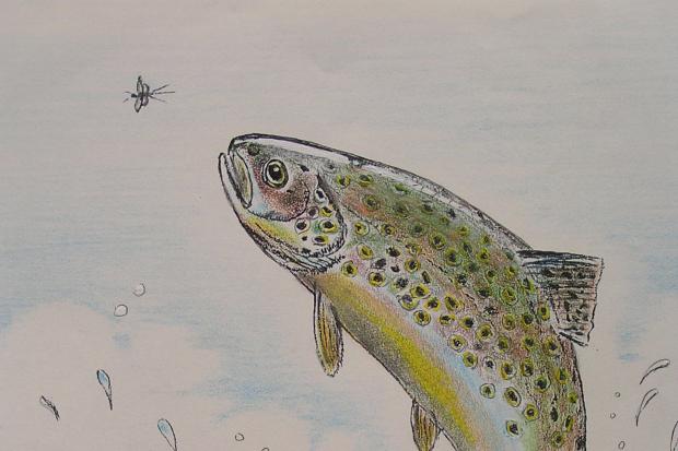 The brown trout