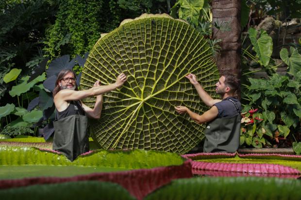 Richmond and Twickenham Times: Kew Gardens new Giant Waterlily. (PA)