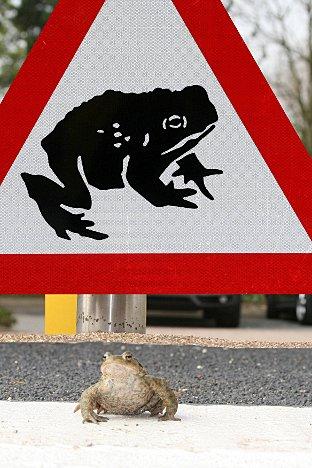 Abbey Toad: Toads crossing forces Ham road closures