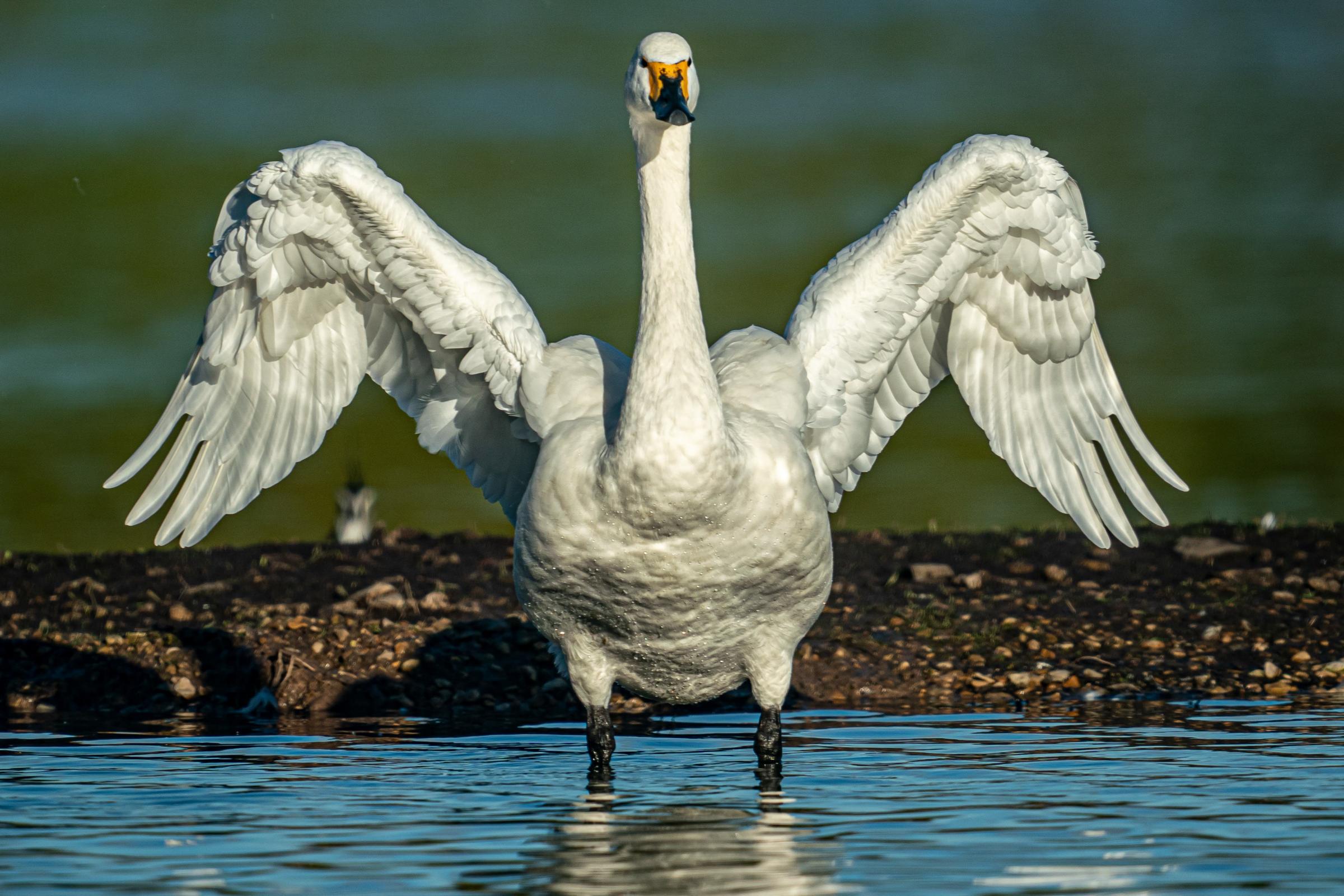 Swans' late arrival could be linked to warmer weather | Richmond and Twickenham Times - Vimarsana News